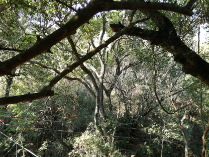  Skyway Trails