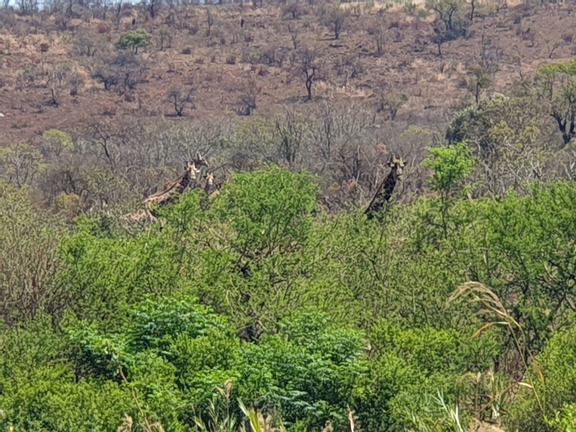  Songimvelo Nature Reserve