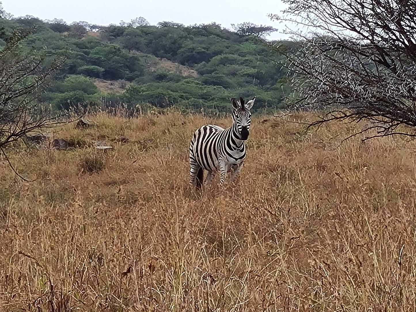  Spioenkop Nature Reserve