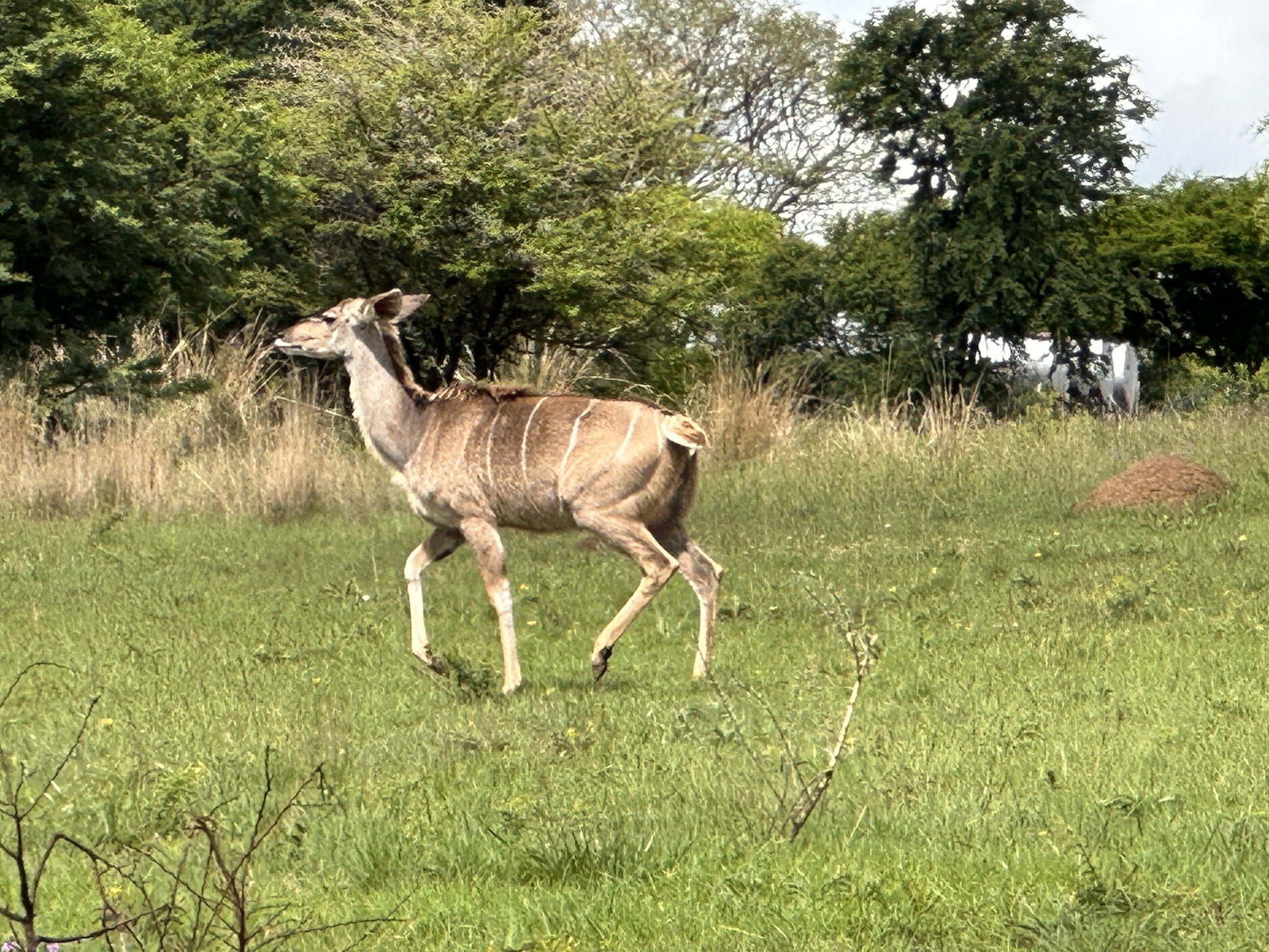  Spioenkop Nature Reserve