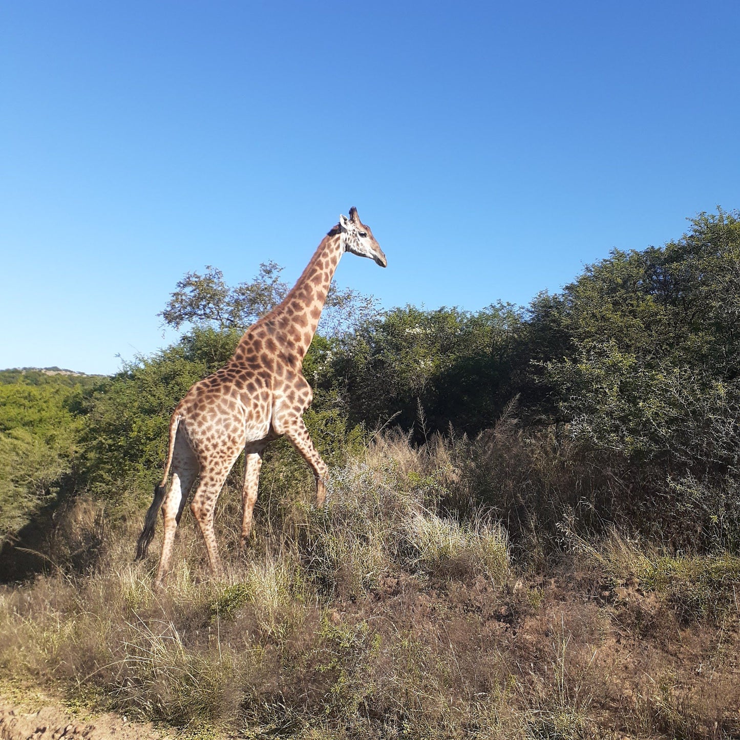  Spioenkop Nature Reserve