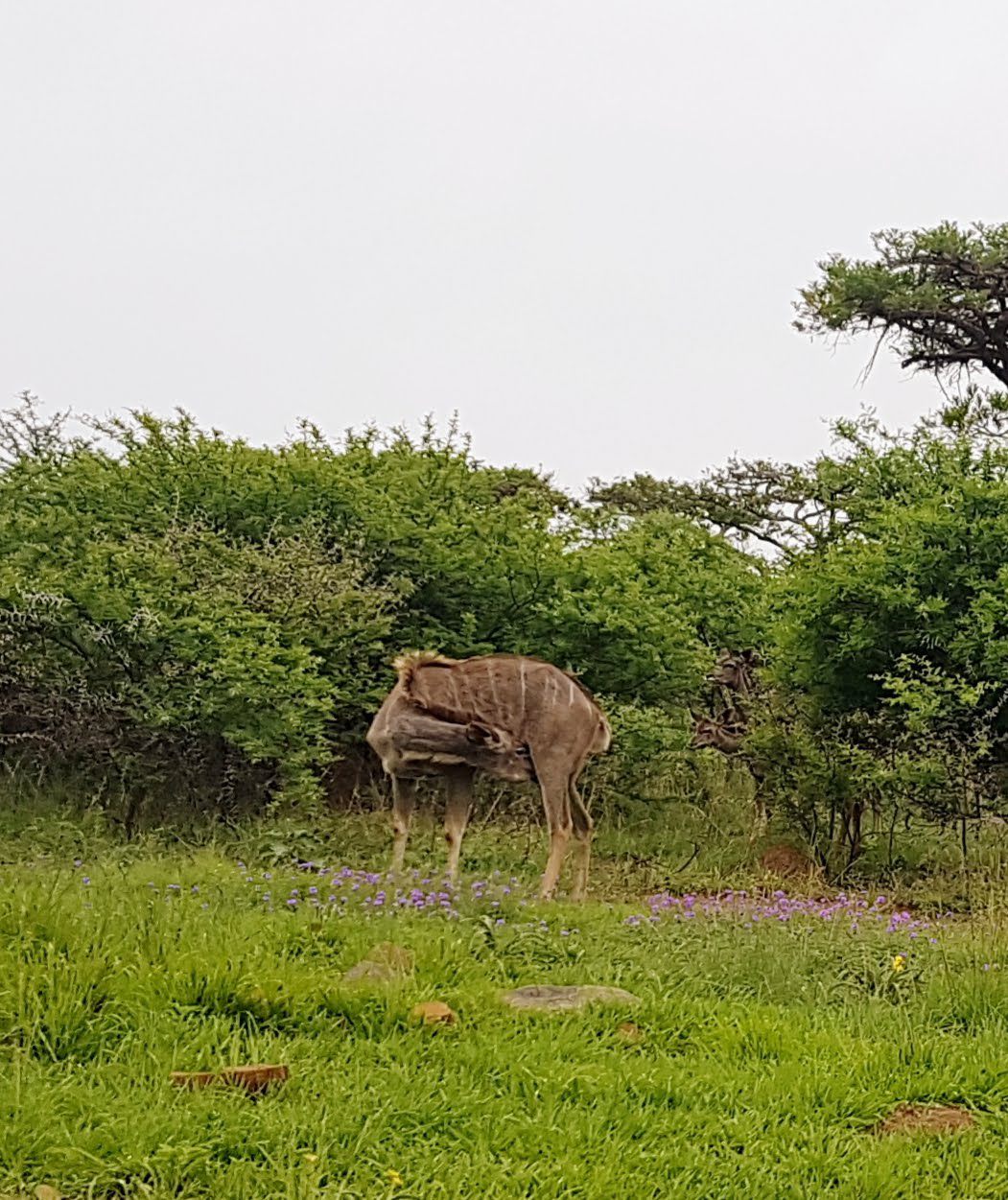  Spioenkop Nature Reserve