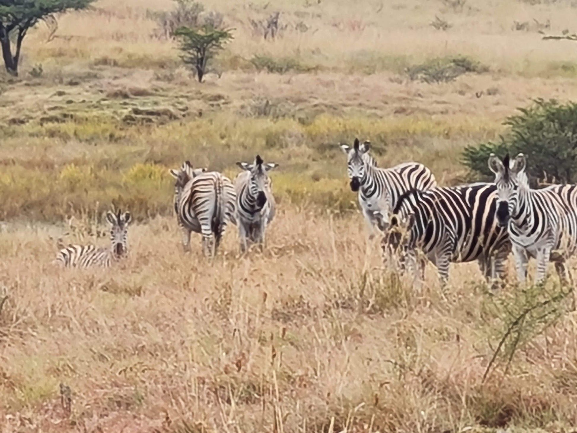  Spioenkop Nature Reserve