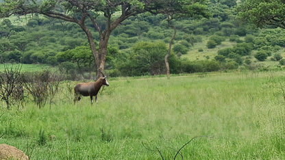  Spioenkop Nature Reserve