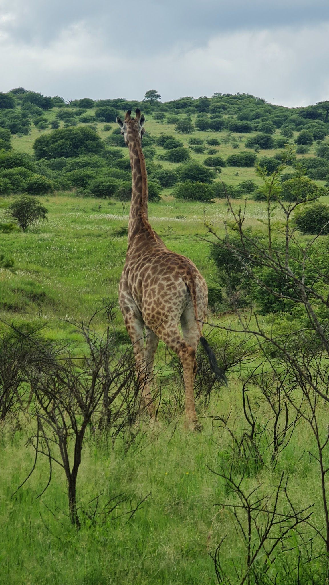  Spioenkop Nature Reserve