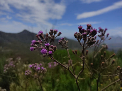  Spitzkop Viewpoint