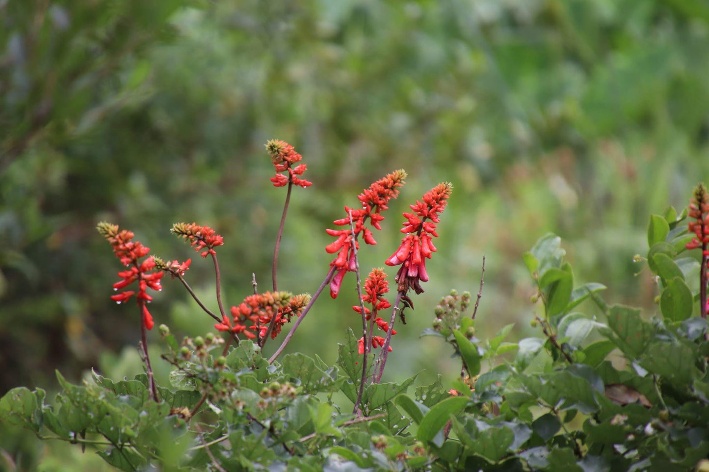  Springside Nature Reserve