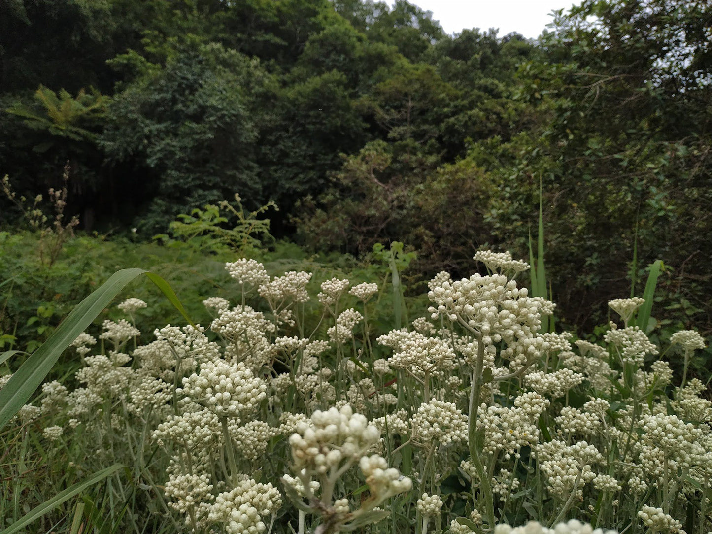  Springside Nature Reserve