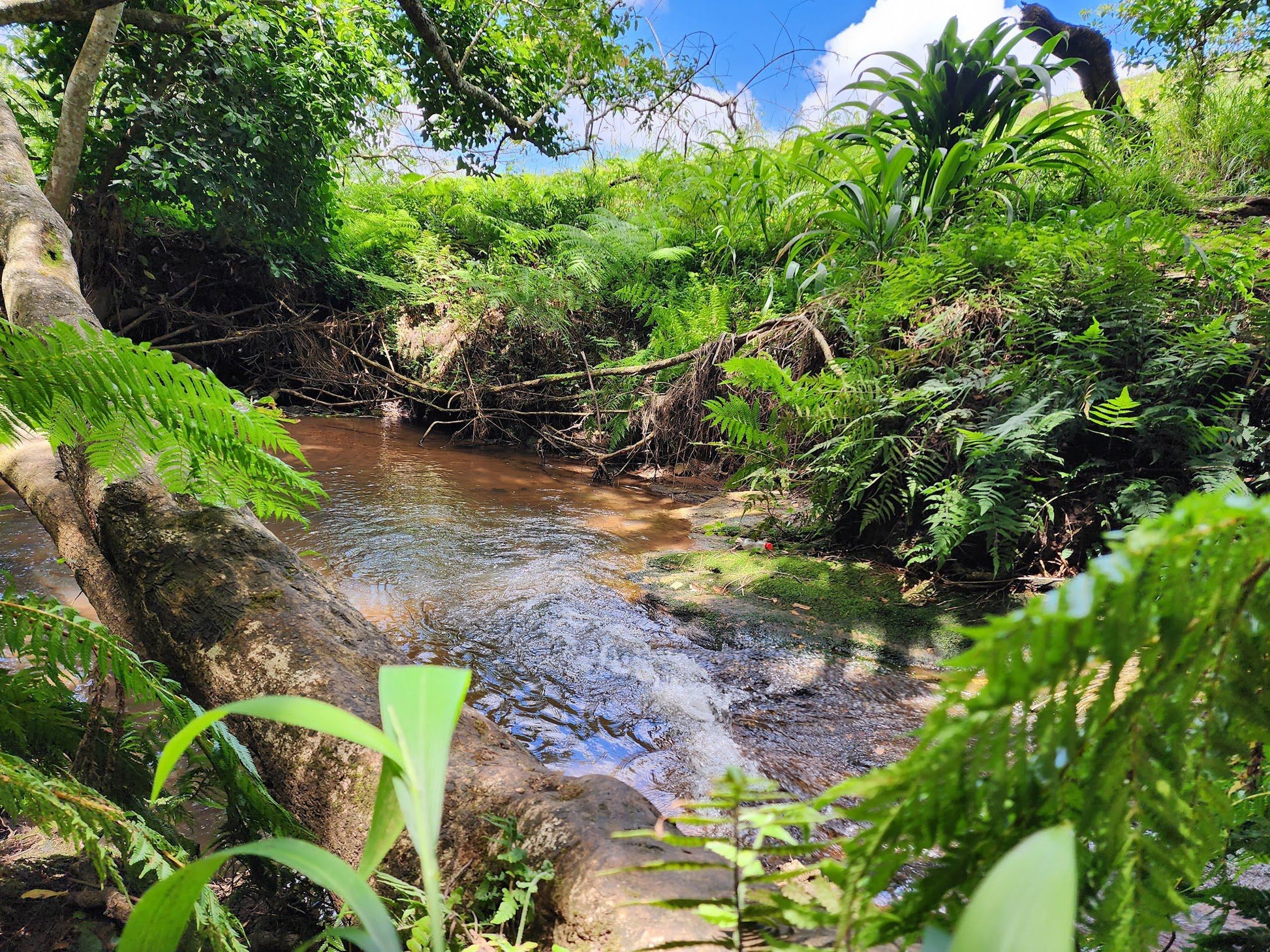  Springside Nature Reserve