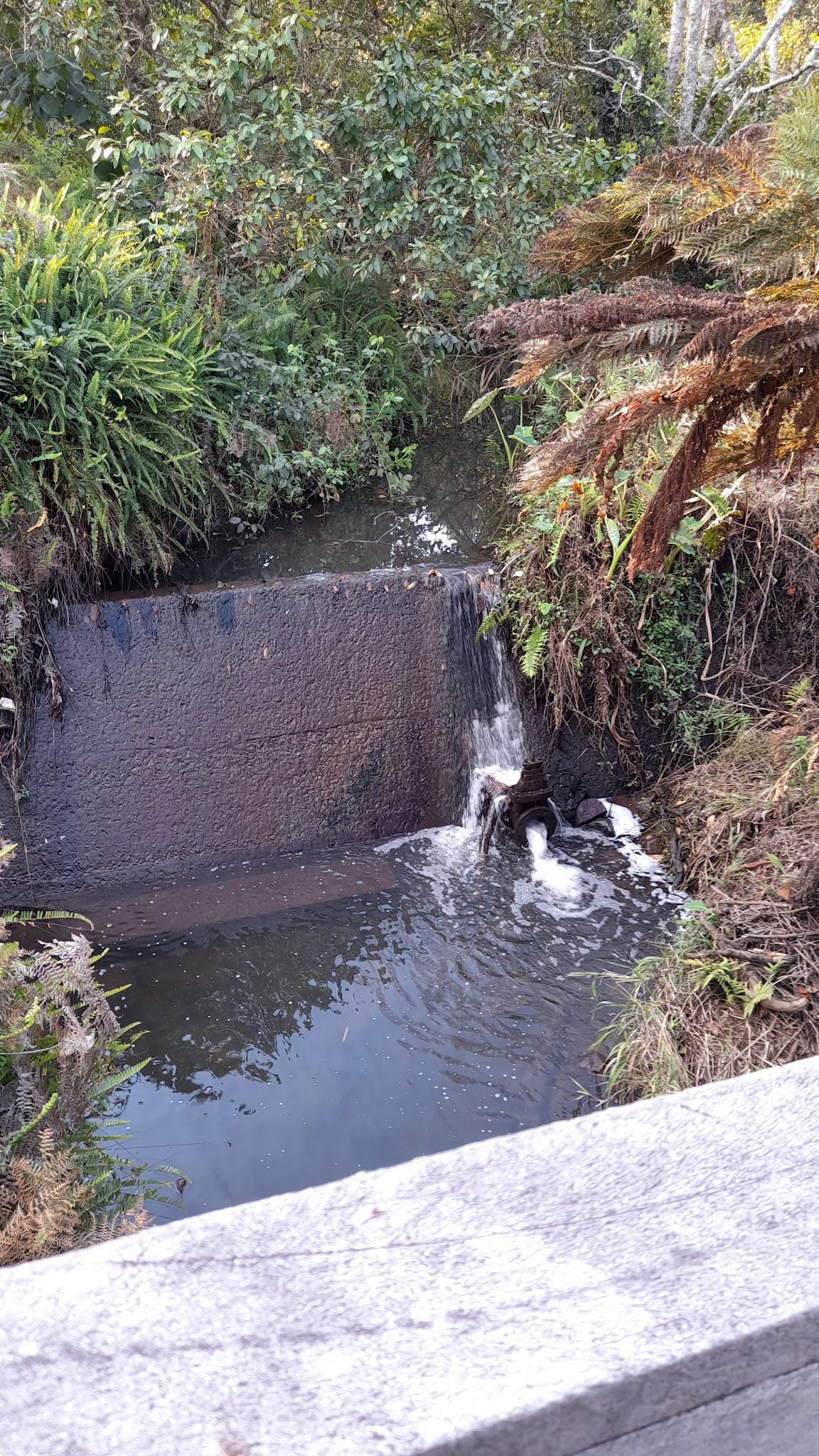  Springside Nature Reserve