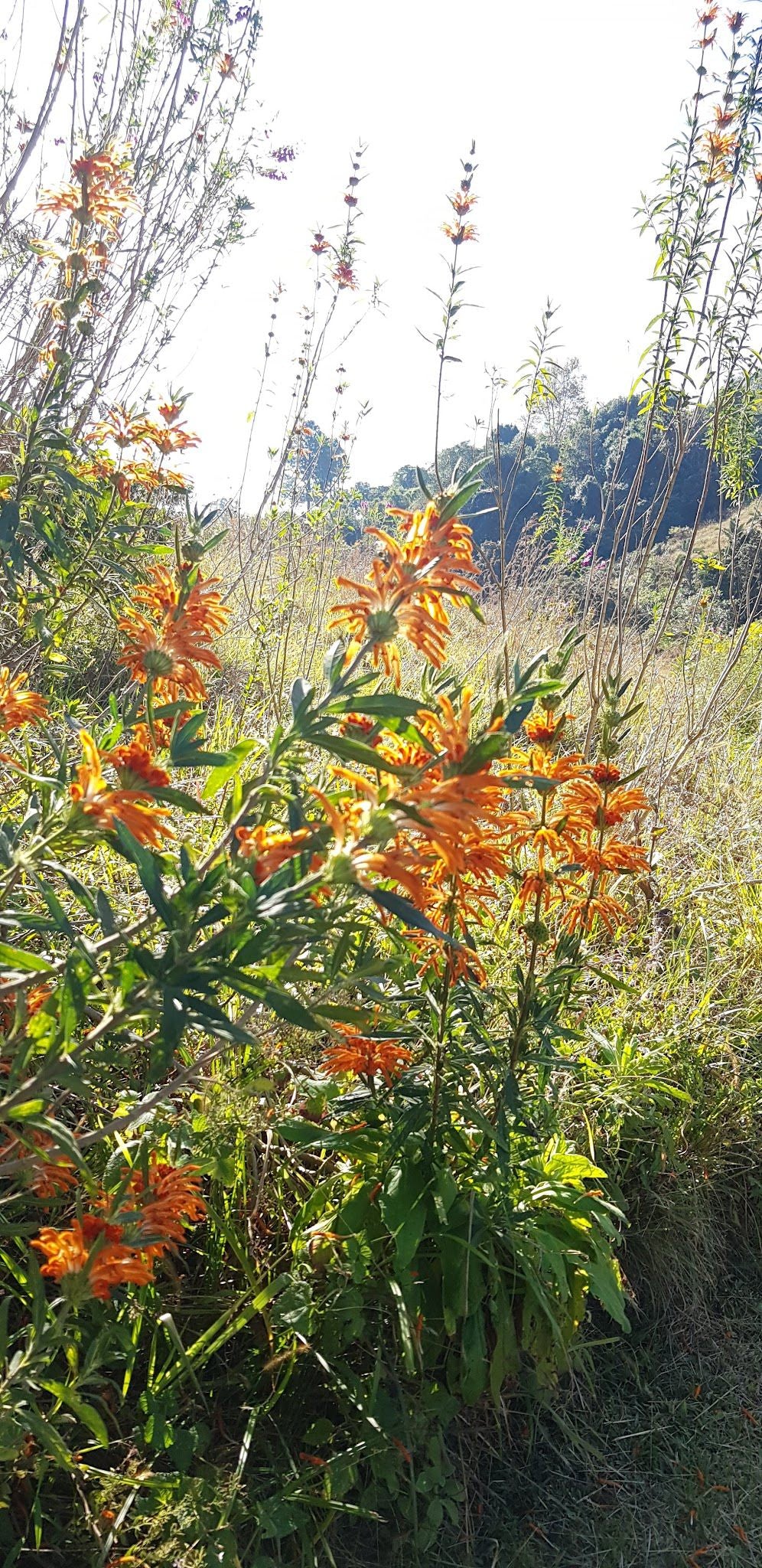  Springside Nature Reserve