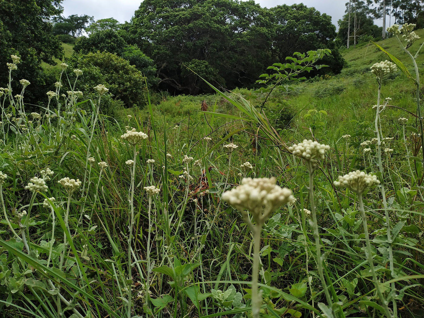  Springside Nature Reserve