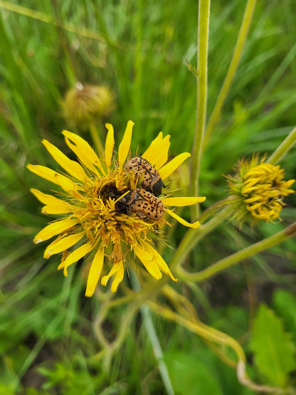  Springside Nature Reserve