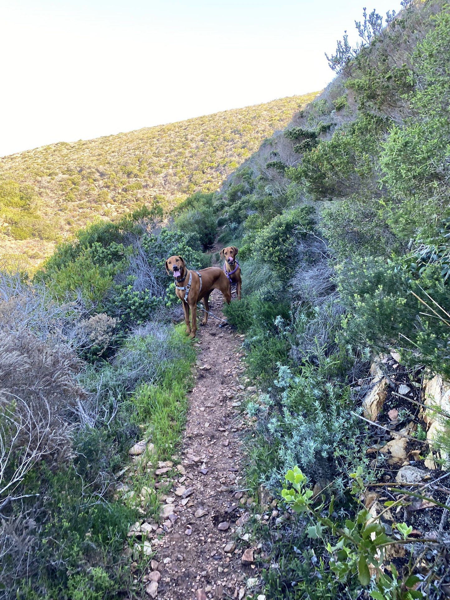 St Blaize Trail