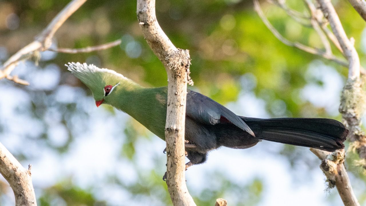  St.lucia Birds & Birding