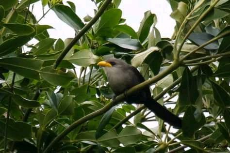  St.lucia Birds & Birding