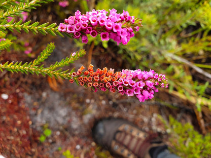 Start Of Cape Hangklip Trail