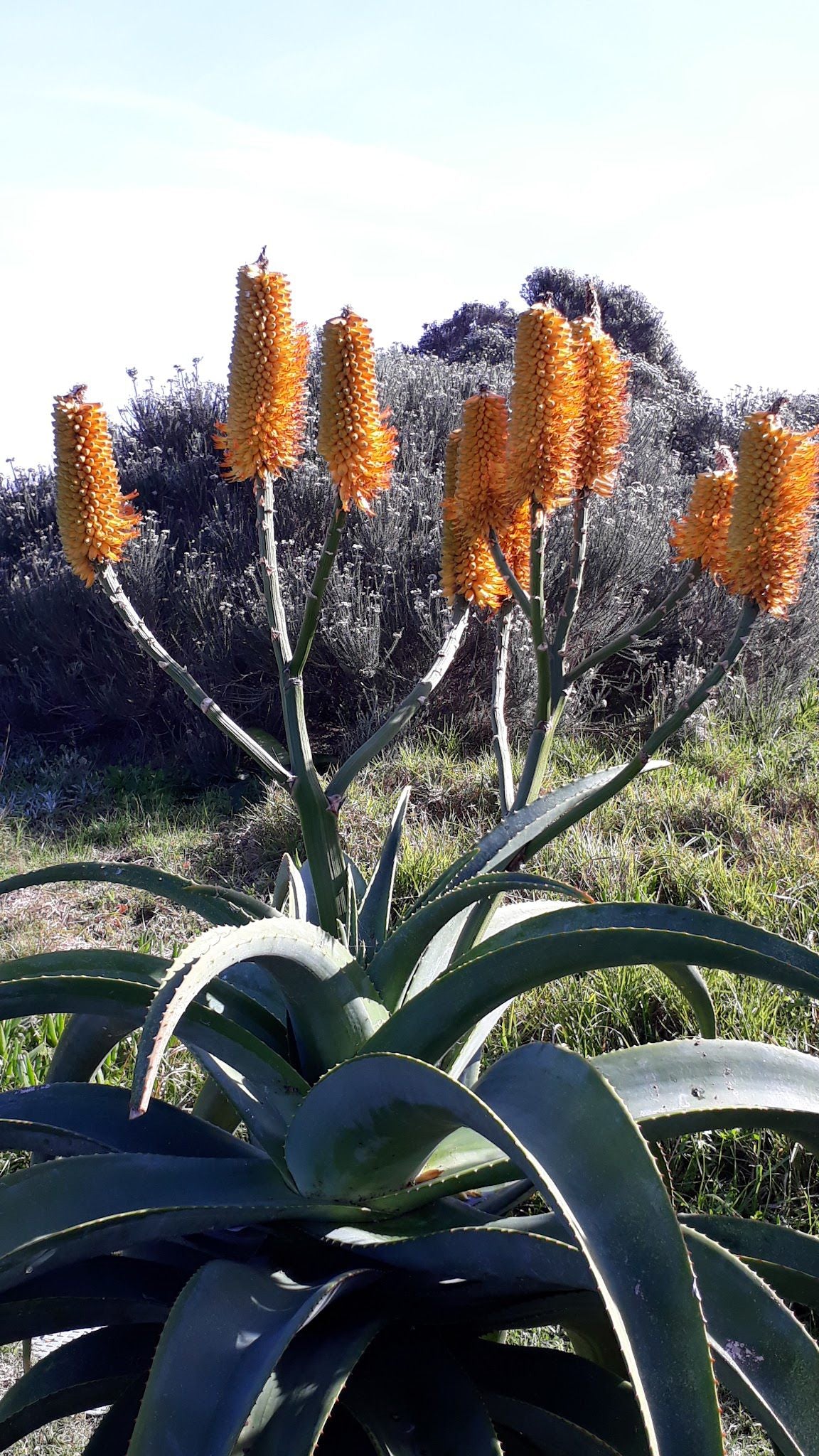  Steenbok Nature Reserve