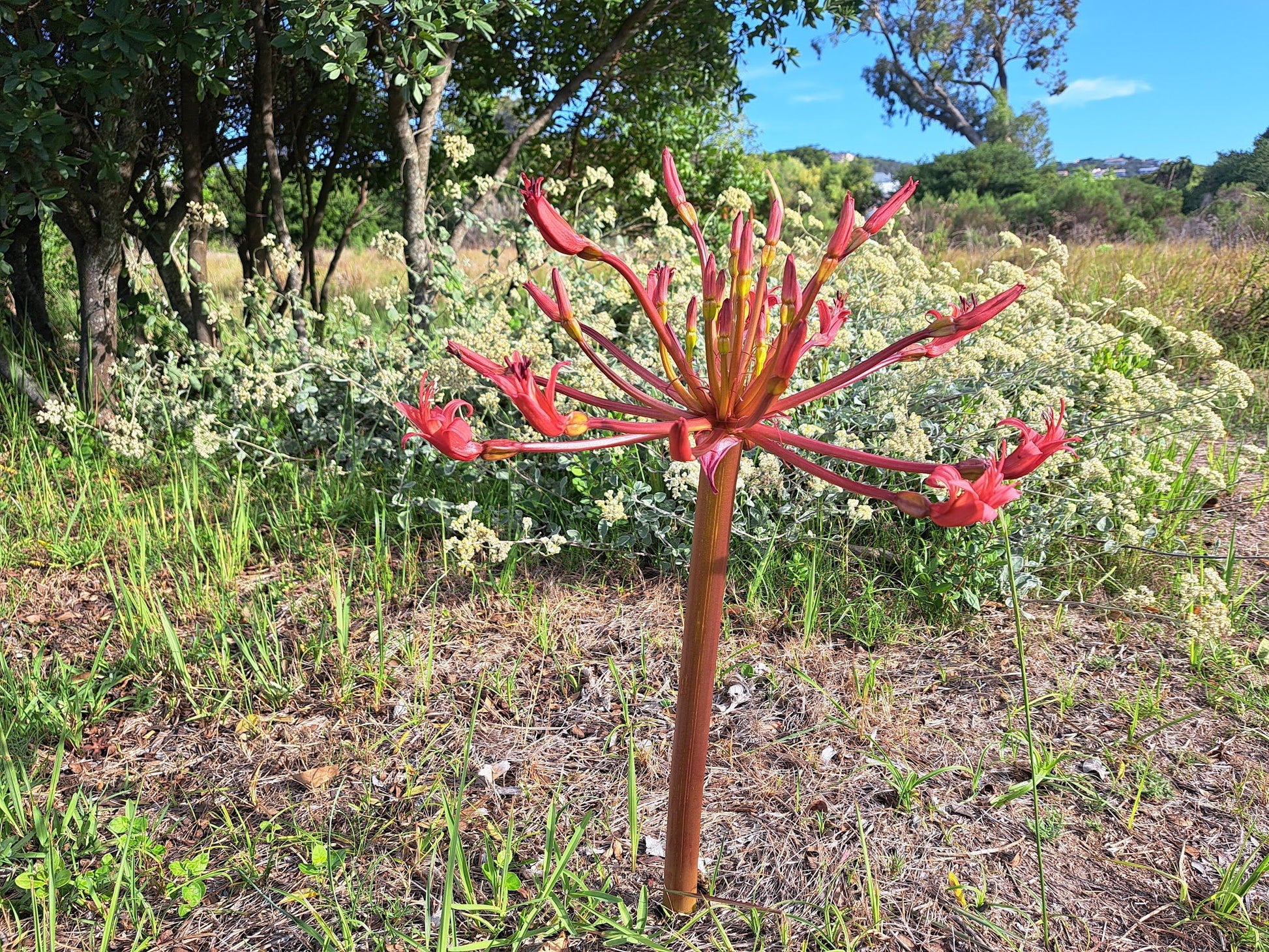  Steenbok Nature Reserve