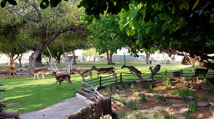  Steenbokkie Private Nature Reserve