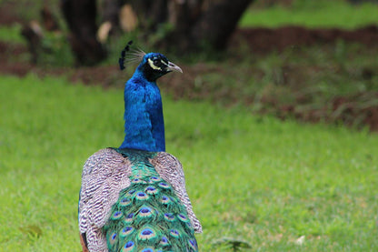  Steenbokkie Private Nature Reserve