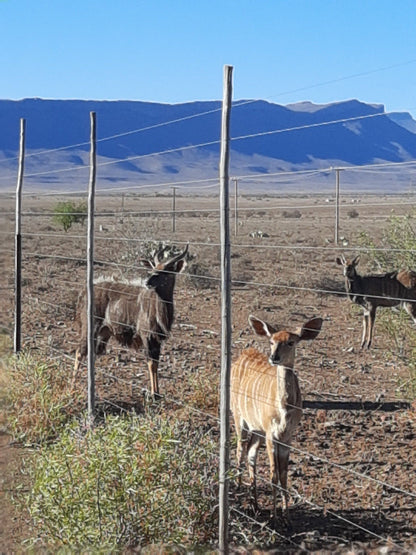  Steenbokkie Private Nature Reserve