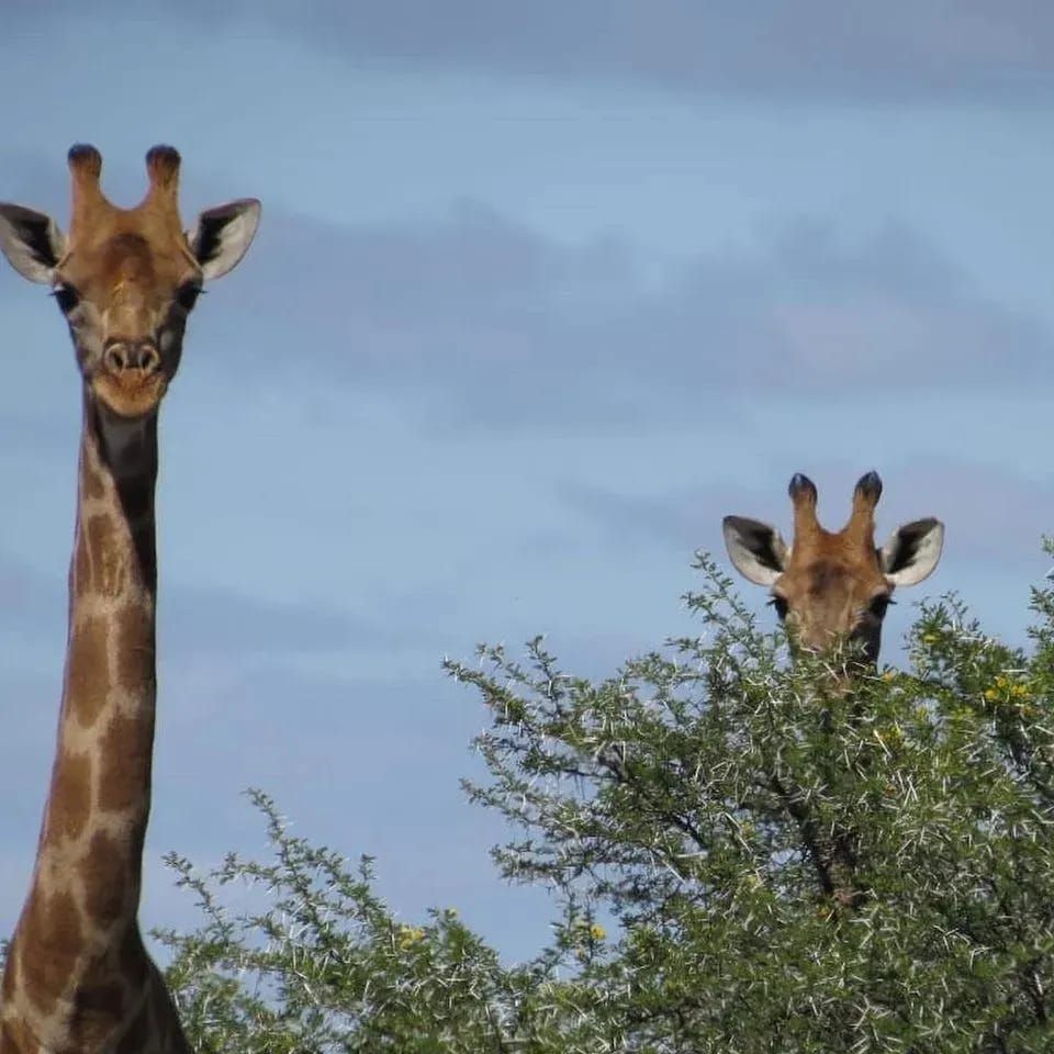  Steenbokkie Private Nature Reserve