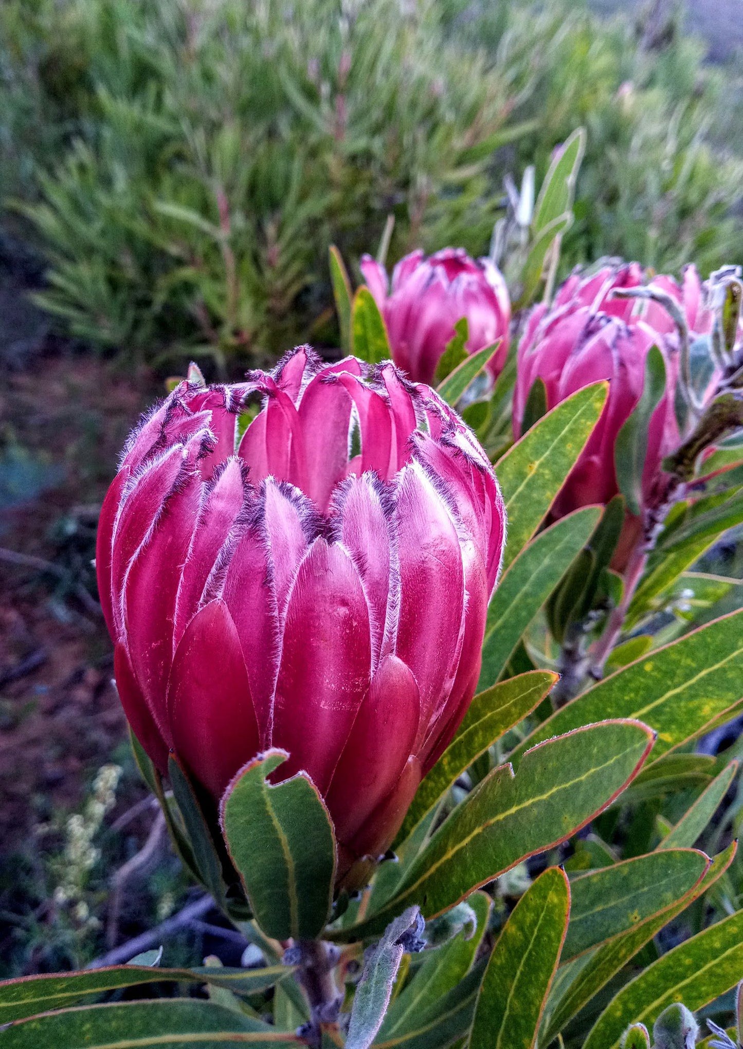 Stellenbosch Mountain