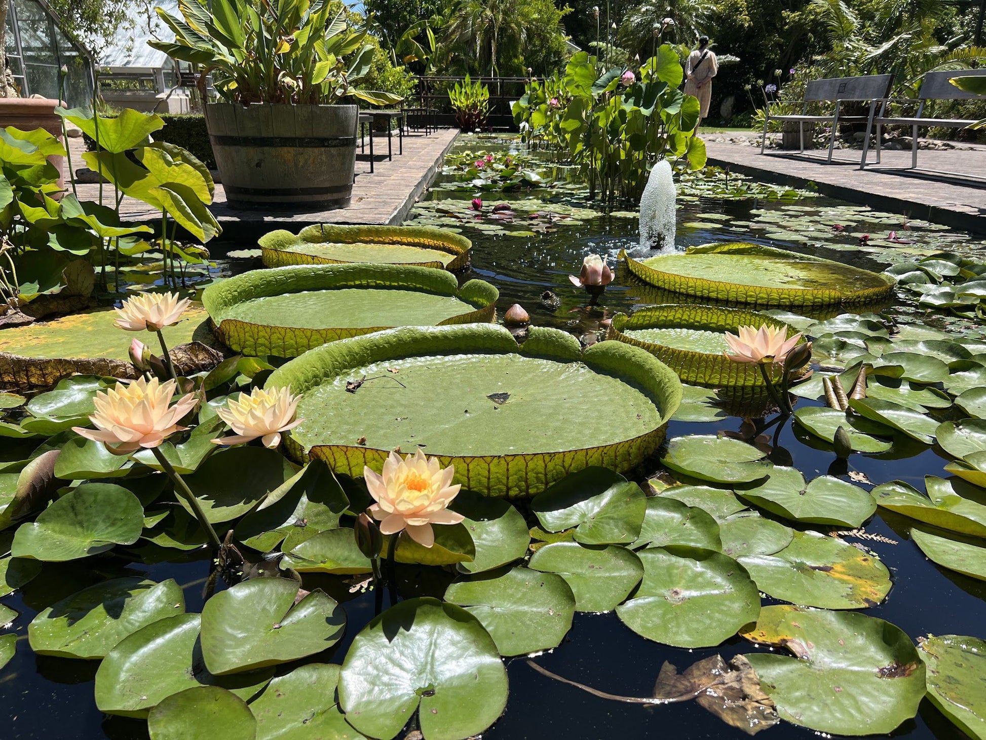  Stellenbosch University Botanical Garden