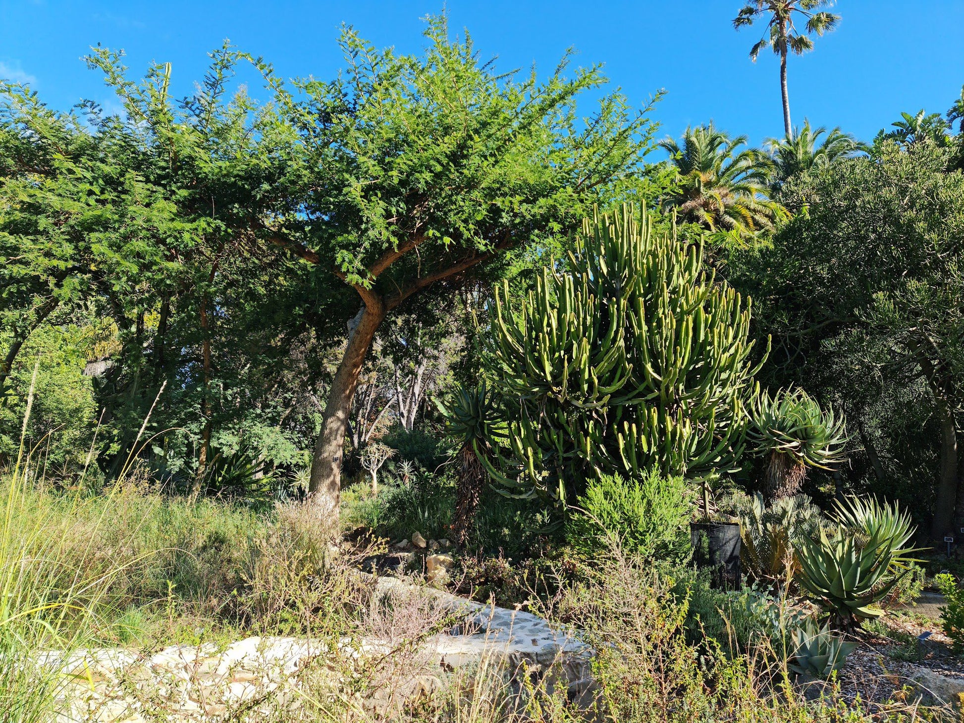  Stellenbosch University Botanical Garden