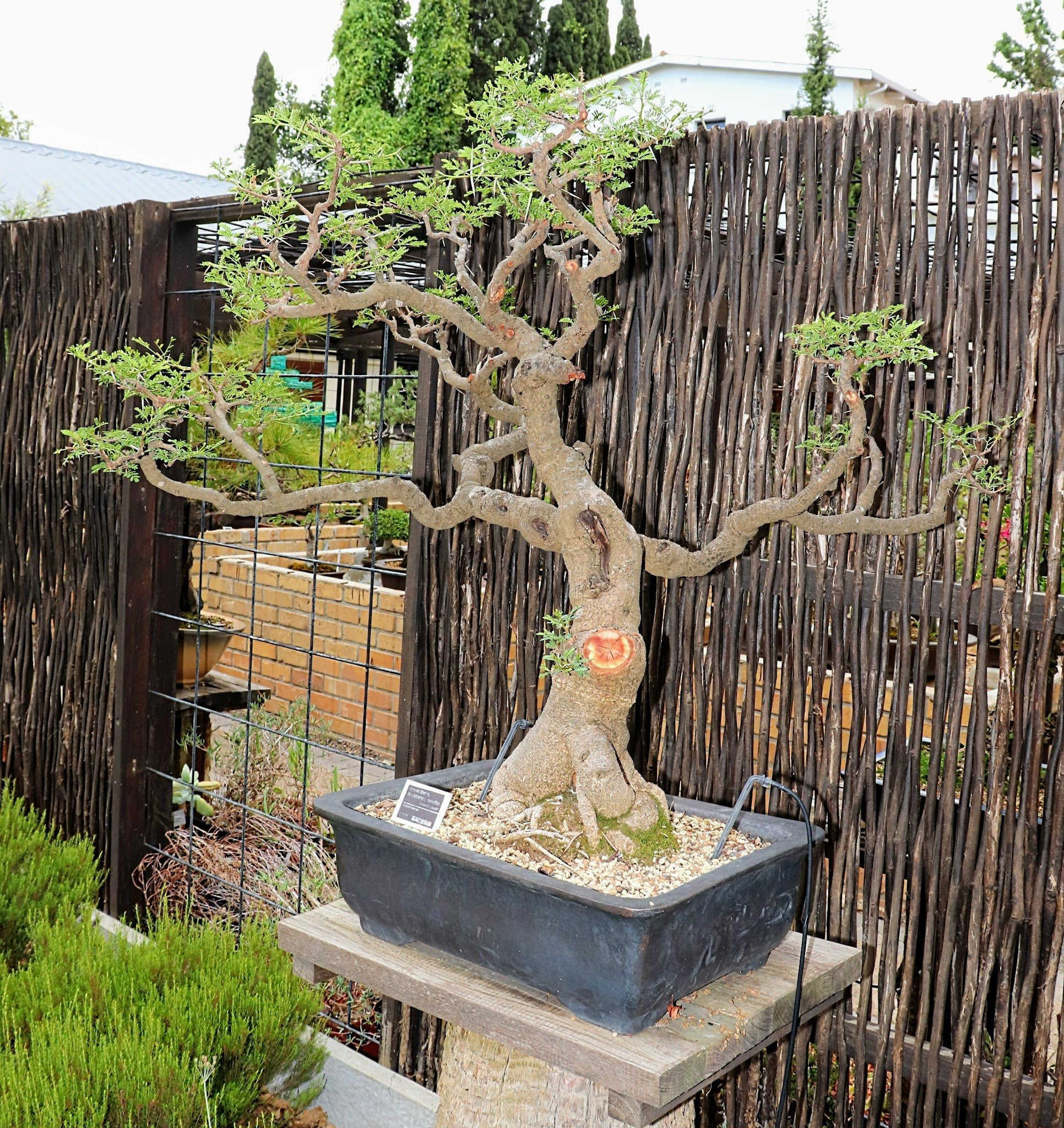  Stellenbosch University Botanical Garden