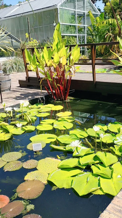  Stellenbosch University Botanical Garden