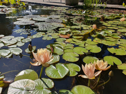  Stellenbosch University Botanical Garden