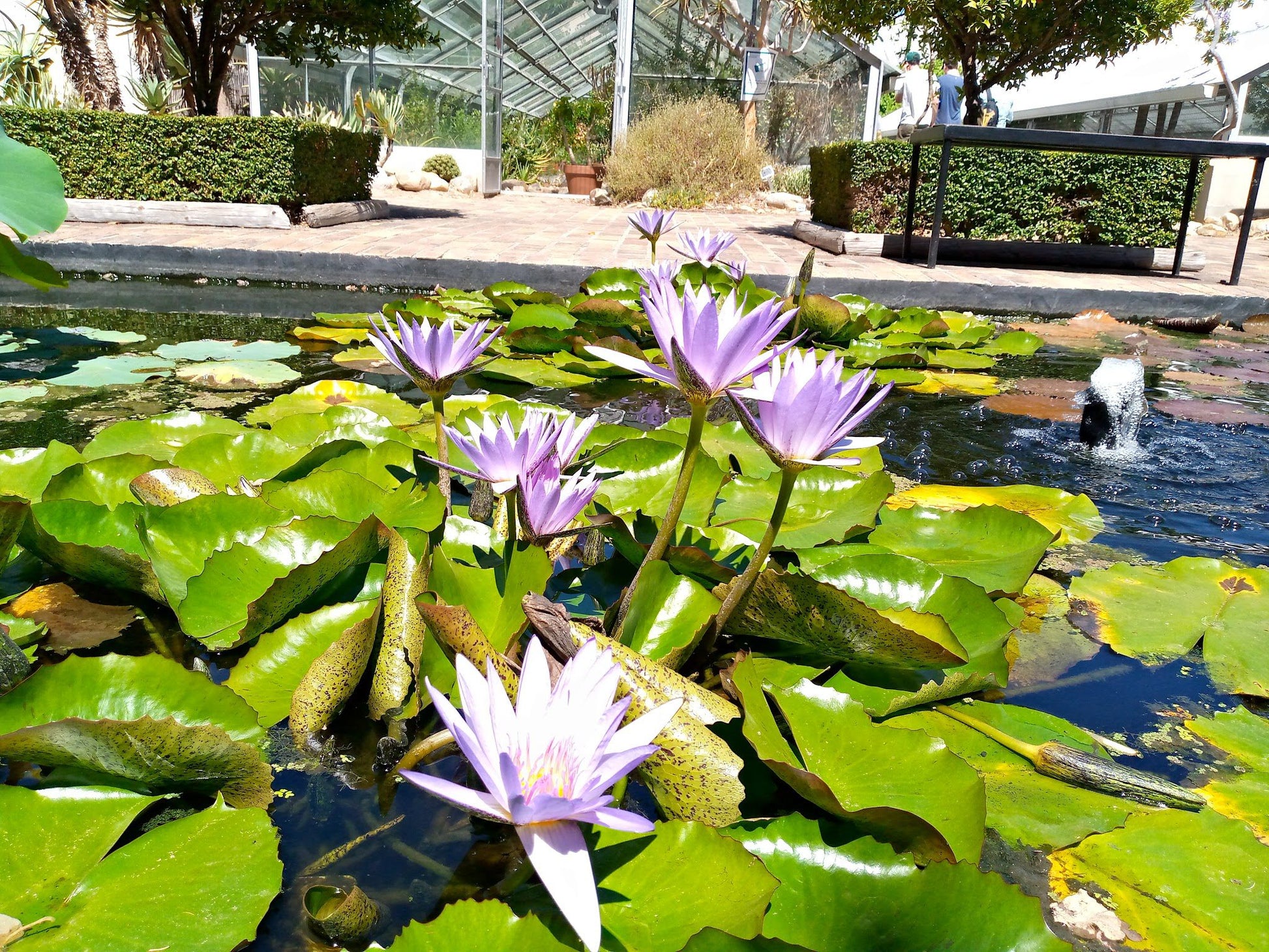  Stellenbosch University Botanical Garden