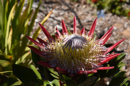  Stellenbosch University Botanical Garden