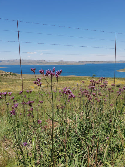  Sterkfontein Dam View Point