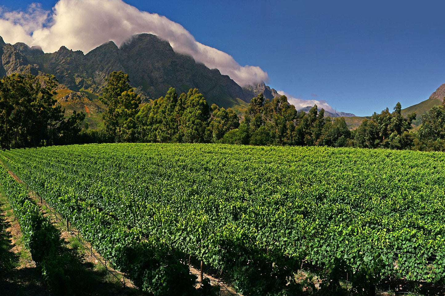  Stony Brook Vineyards