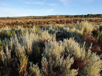  Strandveld Vineyards