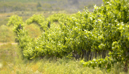  Strandveld Vineyards