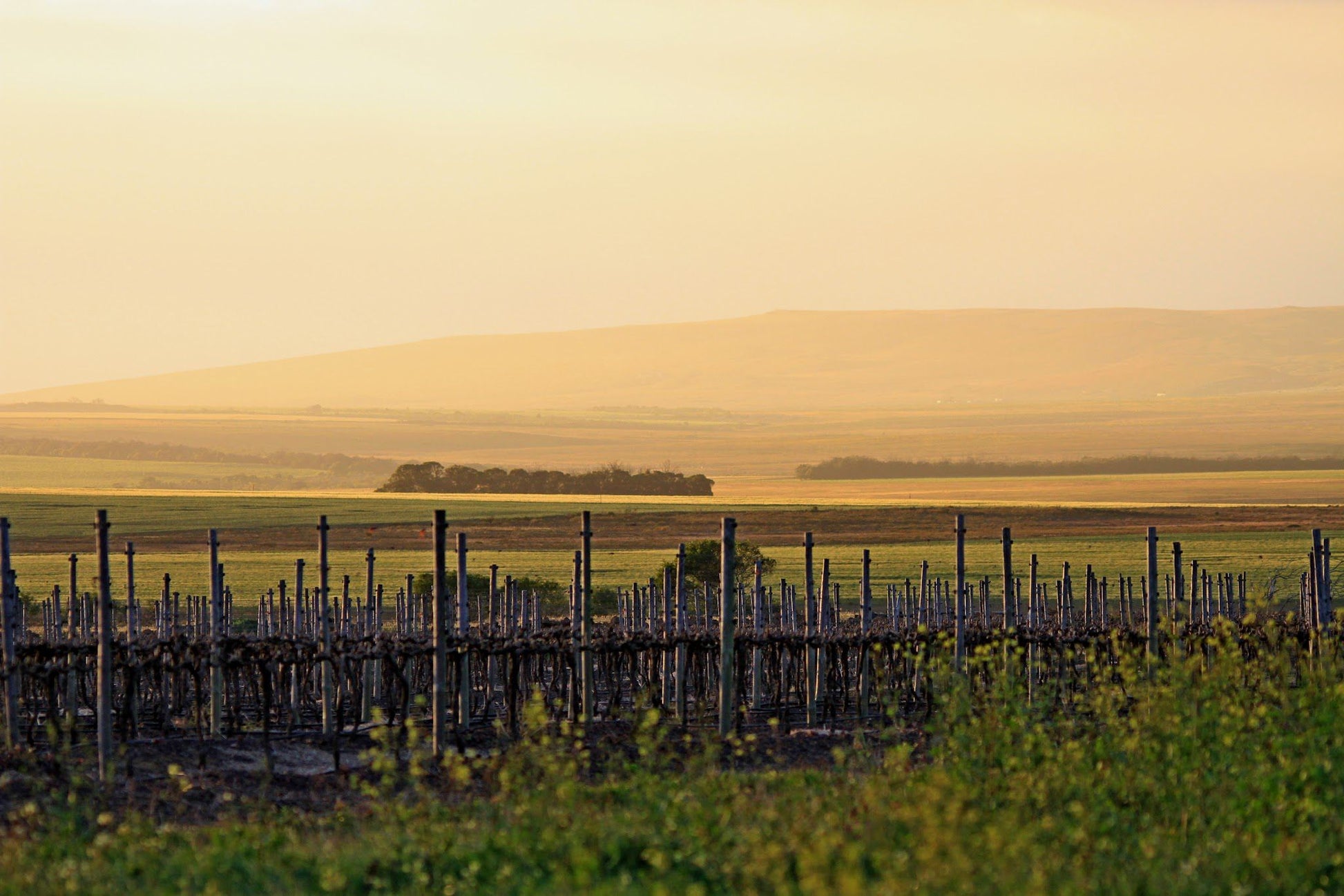  Strandveld Vineyards