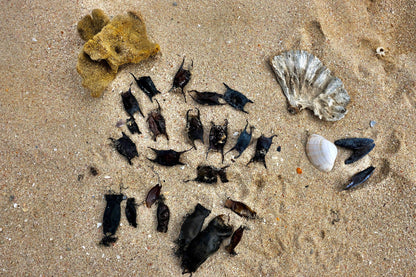  Struisbaai Main Beach