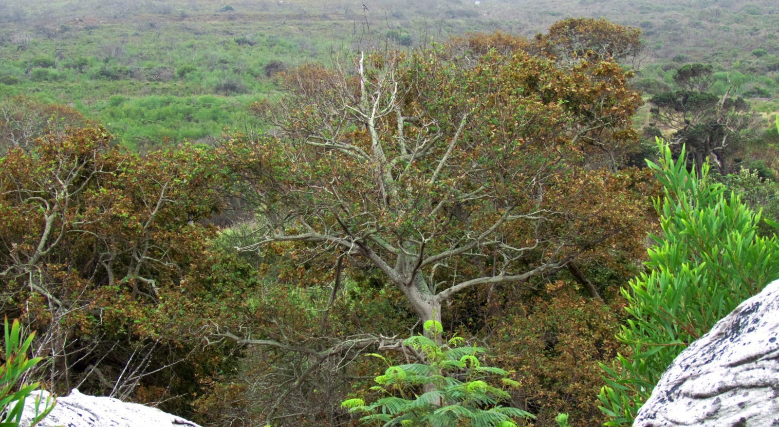  Sunbird Centre