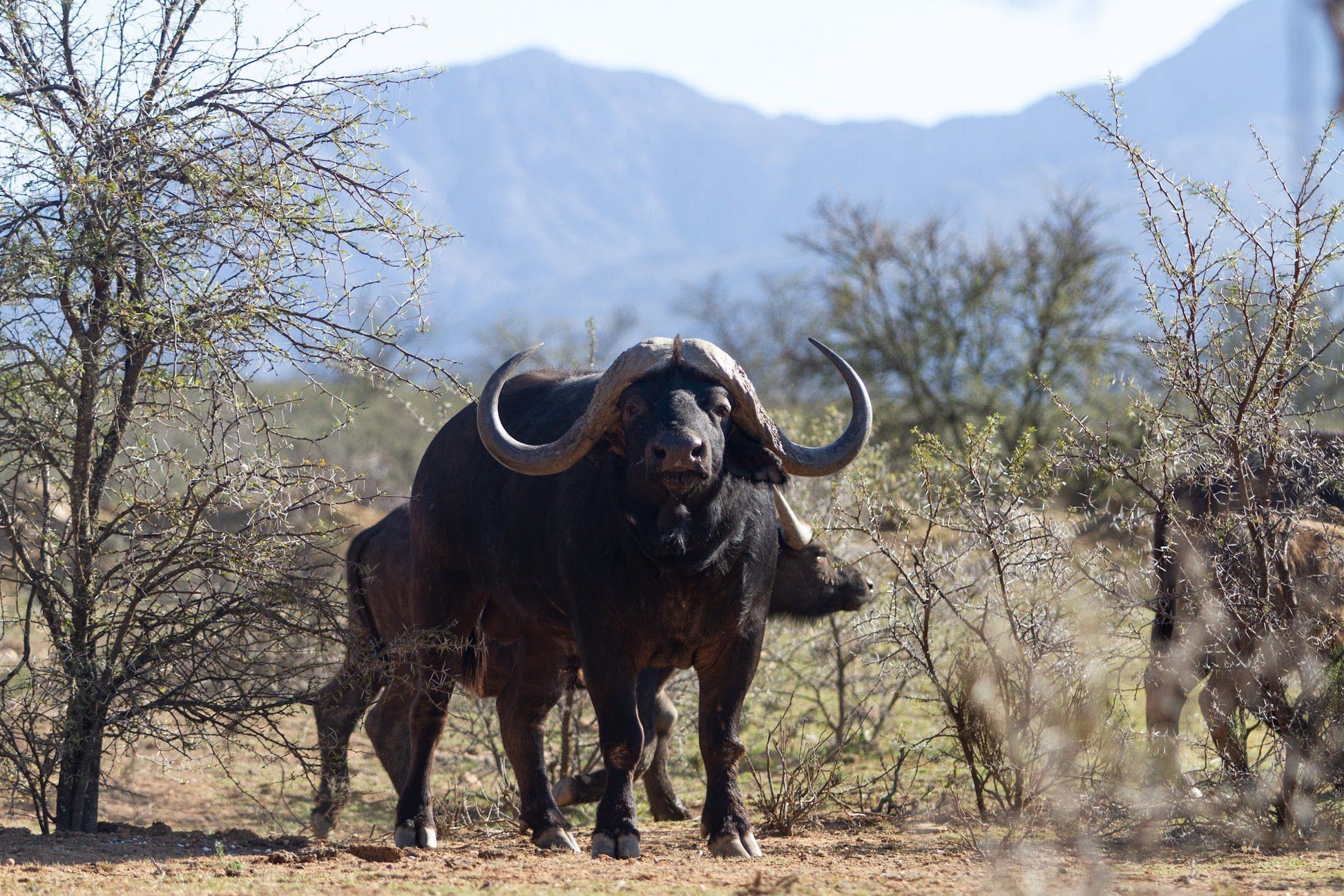  Swartberg Game Reserve