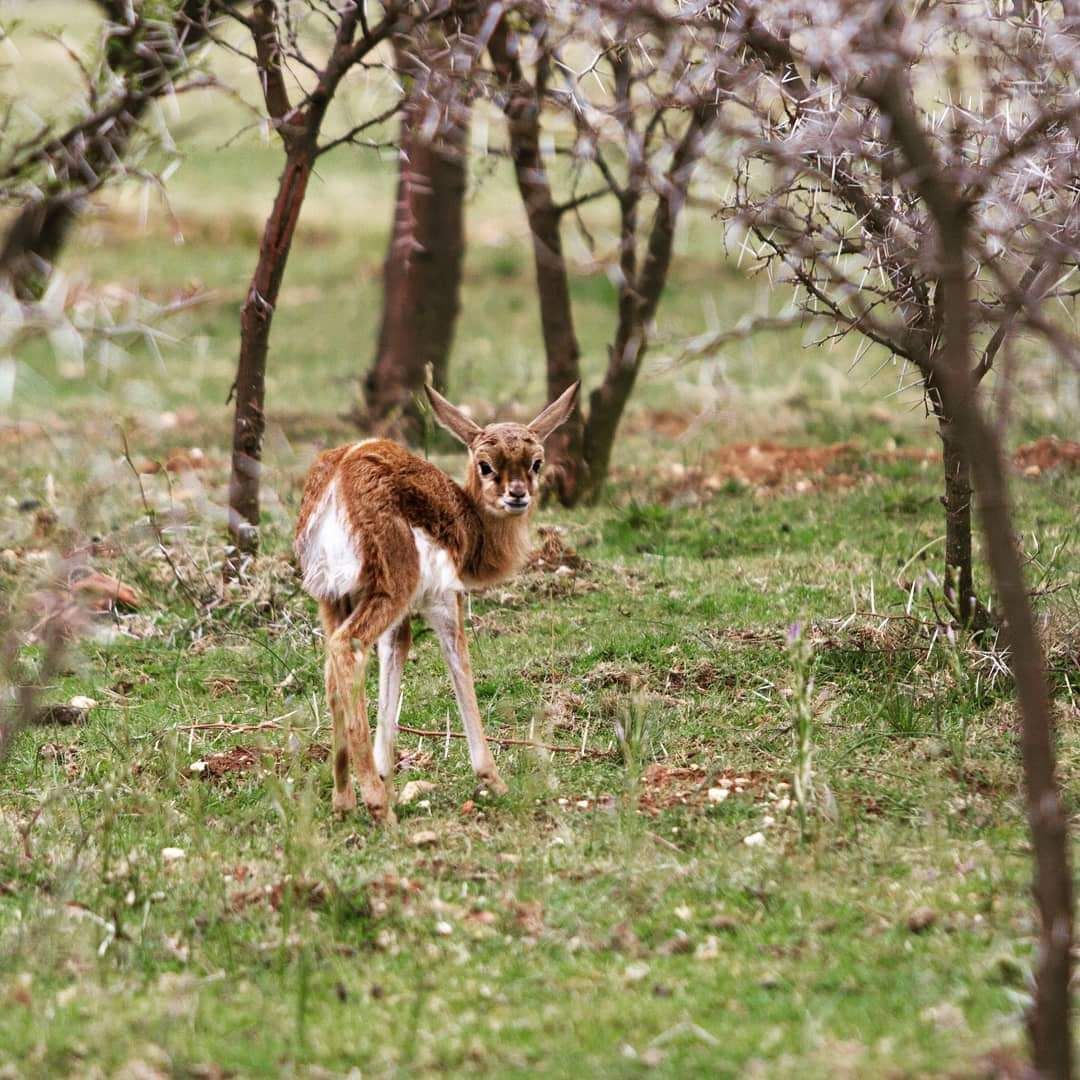  Swartberg Game Reserve