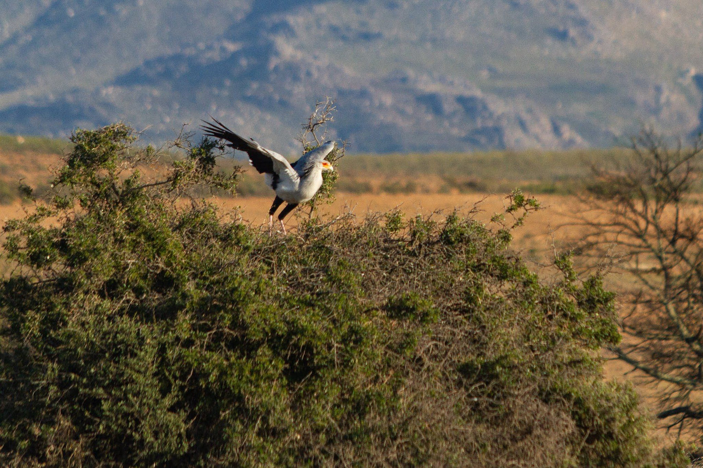  Swartberg Game Reserve