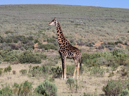  Swartberg Game Reserve