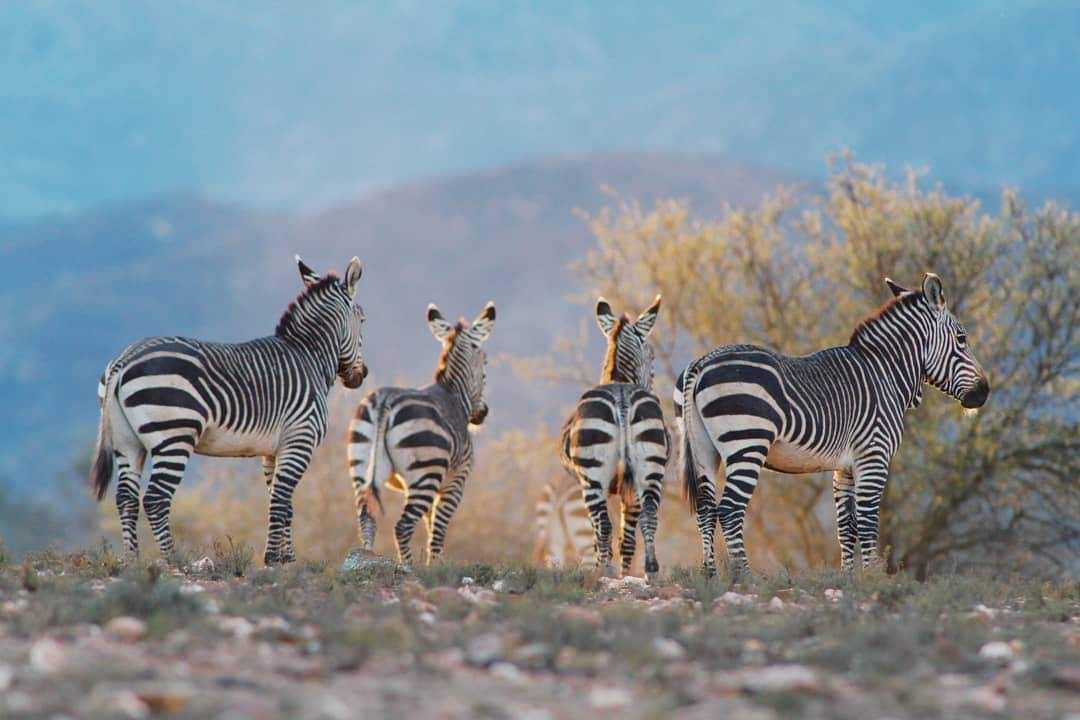  Swartberg Game Reserve