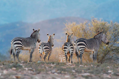  Swartberg Game Reserve