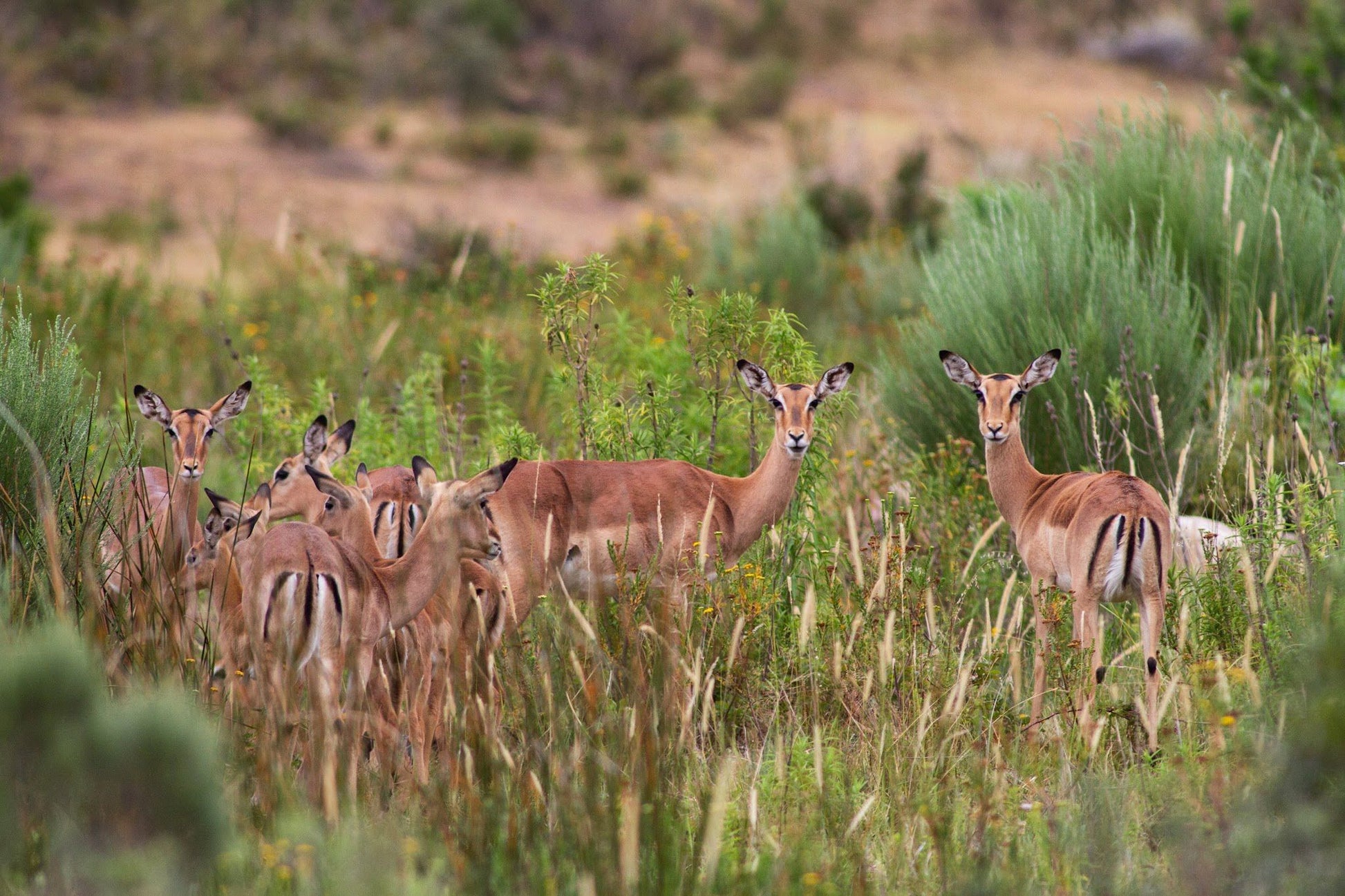  Swartberg Game Reserve