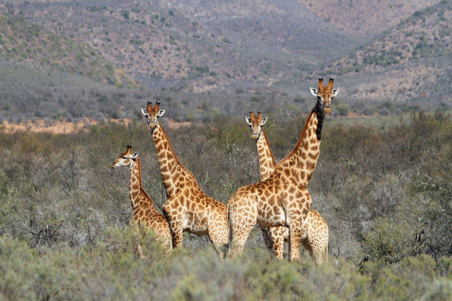  Swartberg Game Reserve